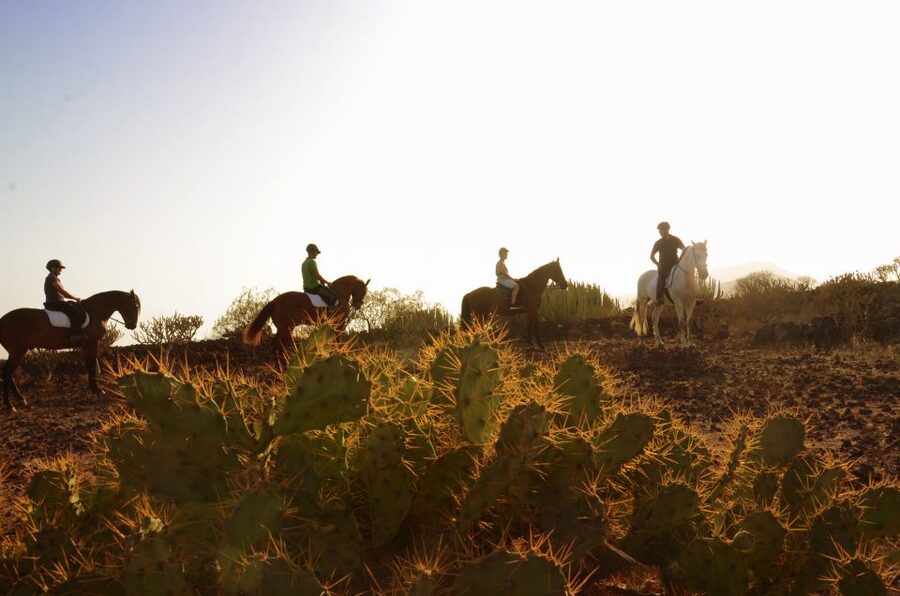 Tenerife: Horseback Ride with Instructor - Leaving Xanadu for Tenerife’s volcanic south