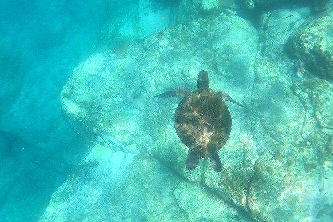 Tenerife: Kayak and snorkel with marine life safari - Los Cristianos launch, then open water