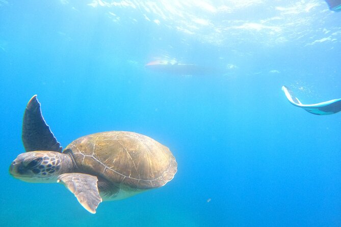 Tenerife: Kayak and snorkel with marine life safari - Who will enjoy this most?
