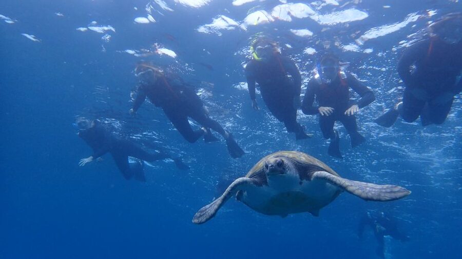 Tenerife: Kayak and Snorkel with Turtles, Wetsuits Included - The first hour on the water