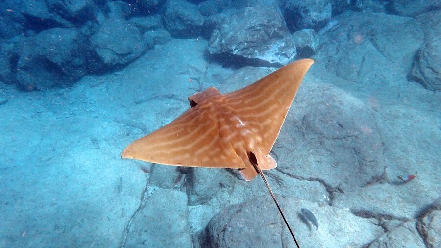 Tenerife: Kayak and Snorkel with Turtles, Wetsuits Included - Photos, equipment, and comfort