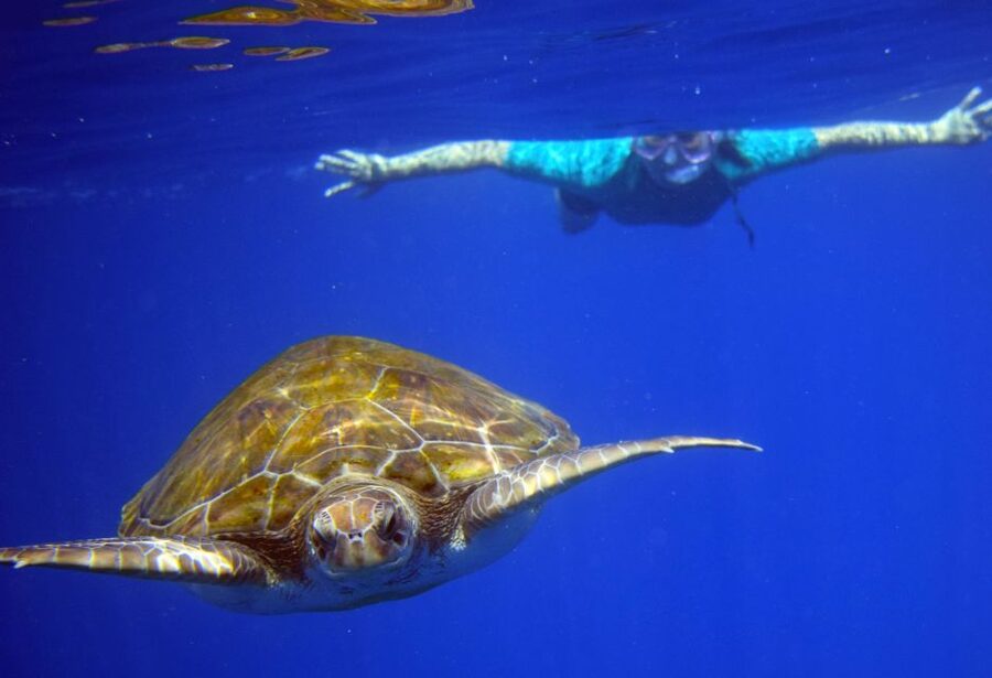 Tenerife: Kayak and Snorkel with Turtles, Wetsuits Included - Guides who help first-timers feel safe
