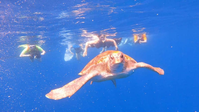 Tenerife: Kayak and Snorkeling Tour with Photos - Key points to know before you book