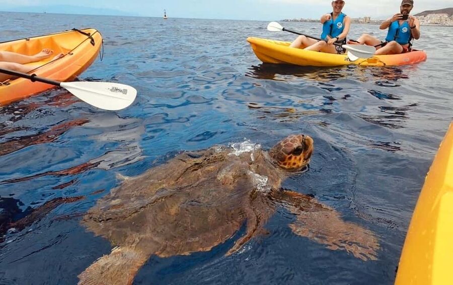 Tenerife: Kayak Safari and Sea Turtle Snorkeling with Photos - Key things to know before you book