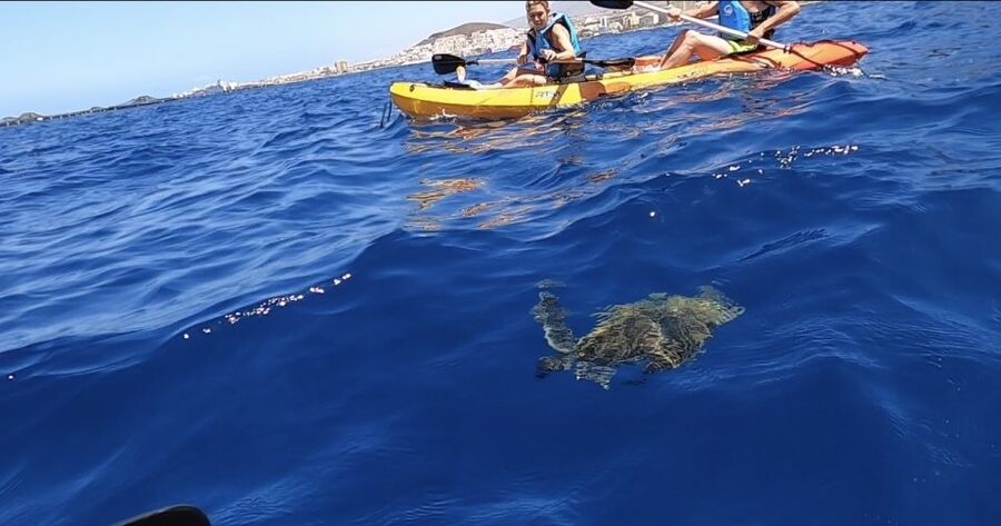 Tenerife: Kayak Safari and Sea Turtle Snorkeling with Photos - From Los Cristianos beach to the Guaza cliffs