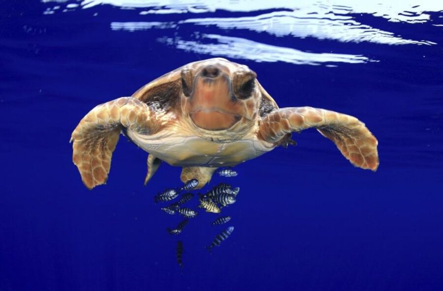 Tenerife: Kayak Safari and Sea Turtle Snorkeling with Photos - Dolphin watching from an unobtrusive kayak