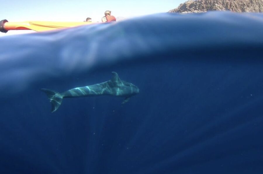 Tenerife: Kayak Safari and Sea Turtle Snorkeling with Photos - The guides make this beginner-friendly