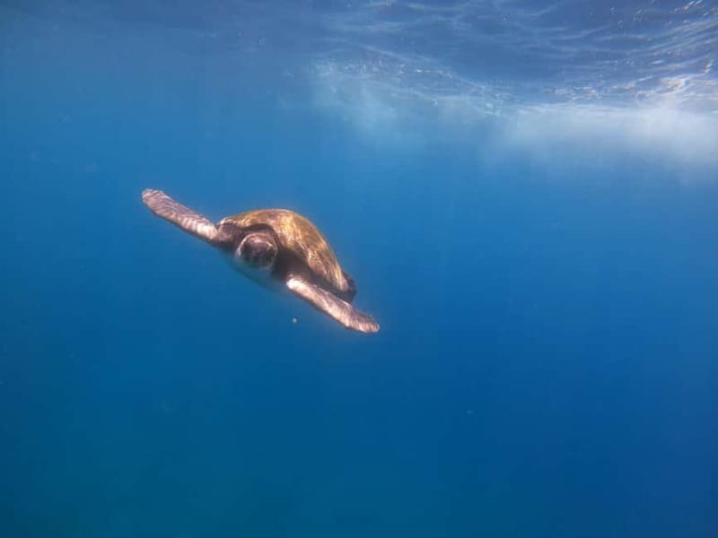 Tenerife: Kayak & Snorkel Tour with Snacks & Sea Life Safari - Snorkeling, Swimming, and a Kayak Picnic