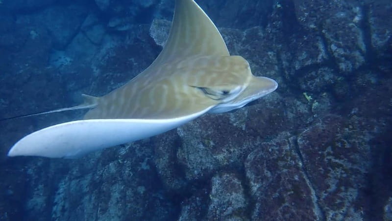 Tenerife: Kayak & Snorkel Tour with Snacks & Sea Life Safari - Who Will Enjoy This Most?