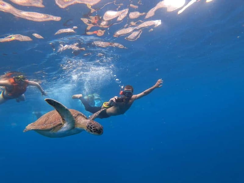 Tenerife: Kayak & Snorkel Tour with Snacks & Sea Life Safari - The Cliffs and Cueva de los Enamorados