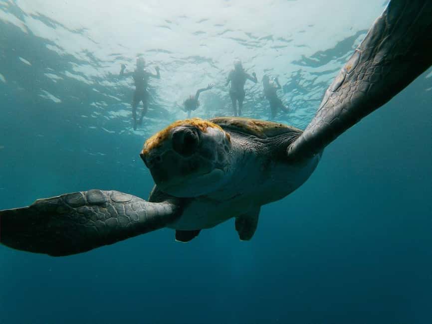 Tenerife: Kayak & Snorkeling, Marine Fauna Watching - Key points to know before you book