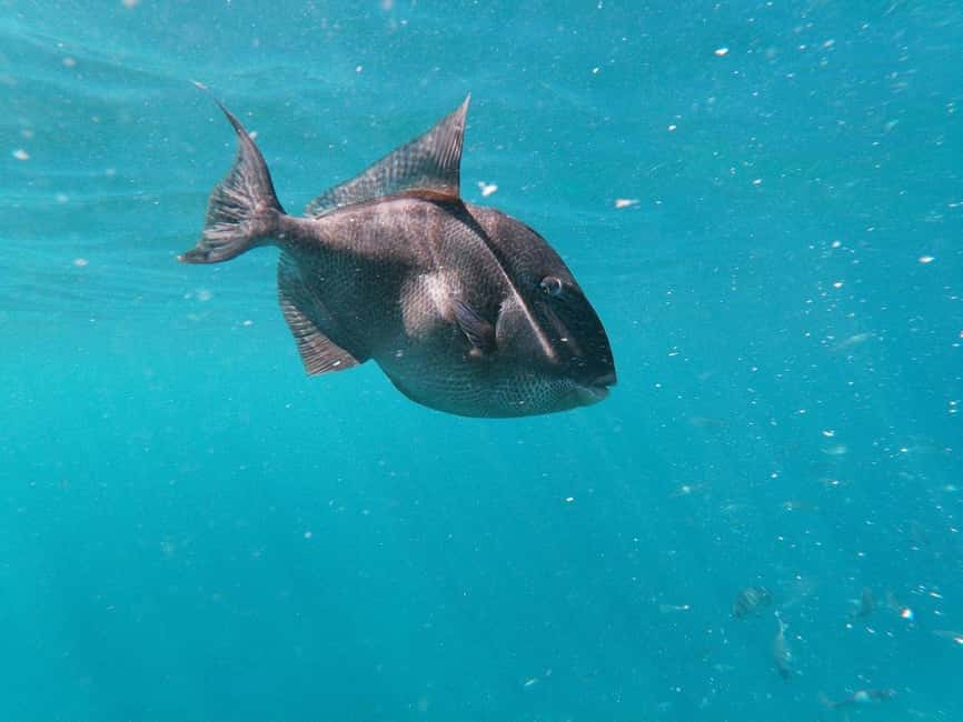 Tenerife: Kayak & Snorkeling, Marine Fauna Watching - What the $53 price really covers