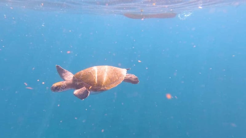 Tenerife: Kayak & Snorkeling Tour - Small Groups - The 30-minute snorkeling stop