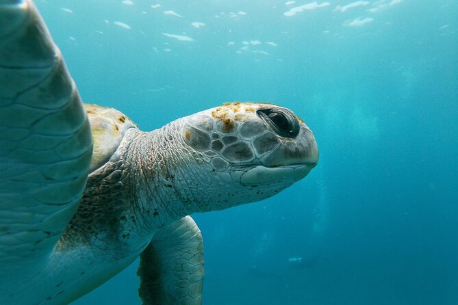 Tenerife Kayak Tour with Marine Wildlife Spotting and Snorkeling - What the $42.05 price really covers
