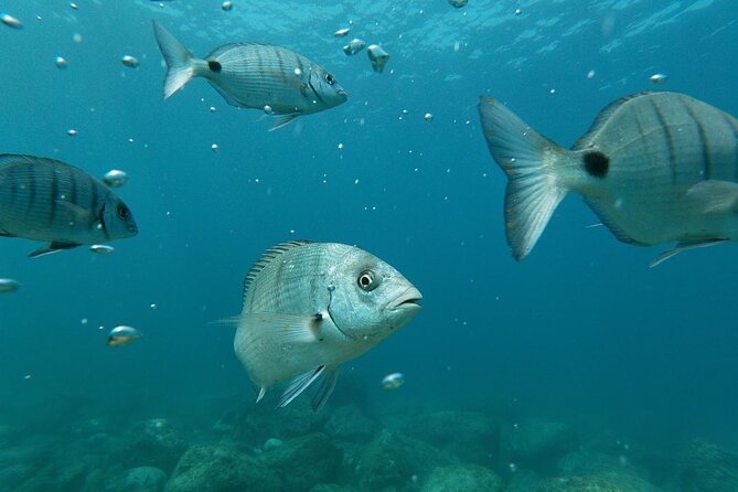 Tenerife Kayak Tour with Marine Wildlife Spotting and Snorkeling - Who should book this kayak trip