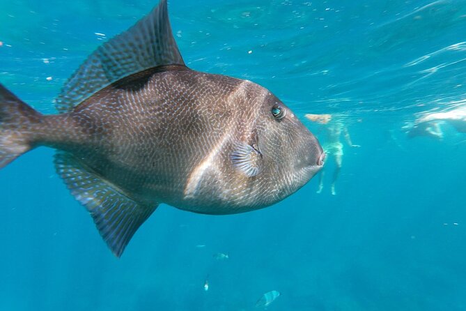 Tenerife Kayak Tour with Marine Wildlife Spotting and Snorkeling - Should you book Easy Kayak Tenerife?
