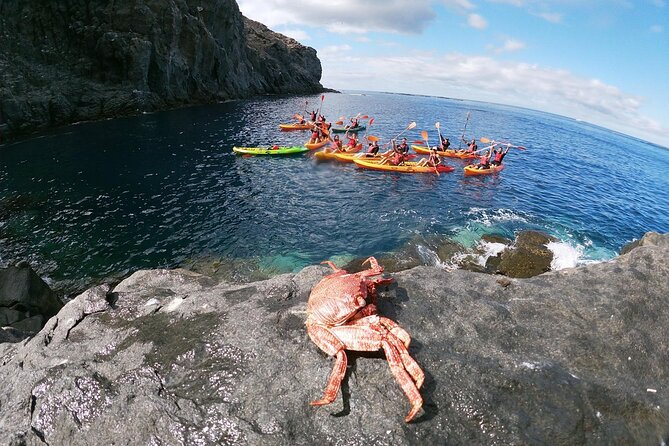 Tenerife Kayak Tour with Marine Wildlife Spotting and Snorkeling - Searching for dolphins and turtles