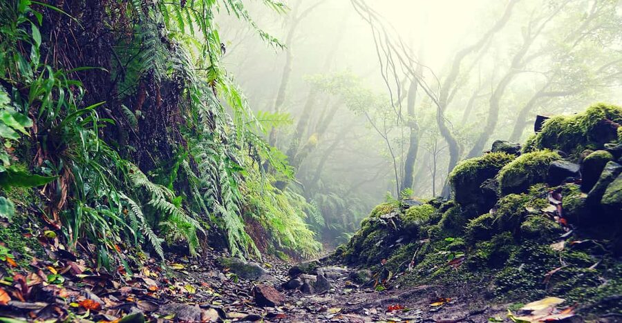 Tenerife: La Laguna & Anaga hike - What the guide adds to the forest walk