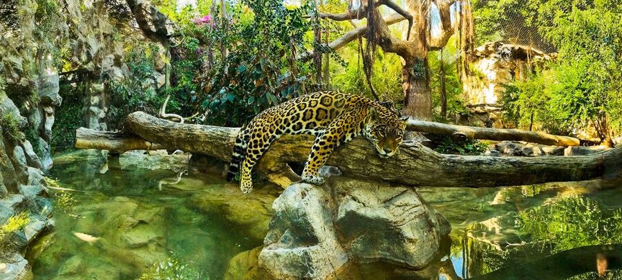 Tenerife: Loro Parque Entry Ticket - Who Should Buy This Tenerife Ticket?