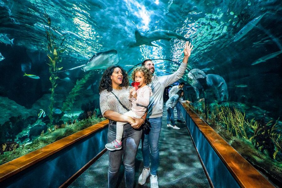 Tenerife: Loro Parque Entry Ticket - Parrots, Gorillas, and Free-Flying Birds