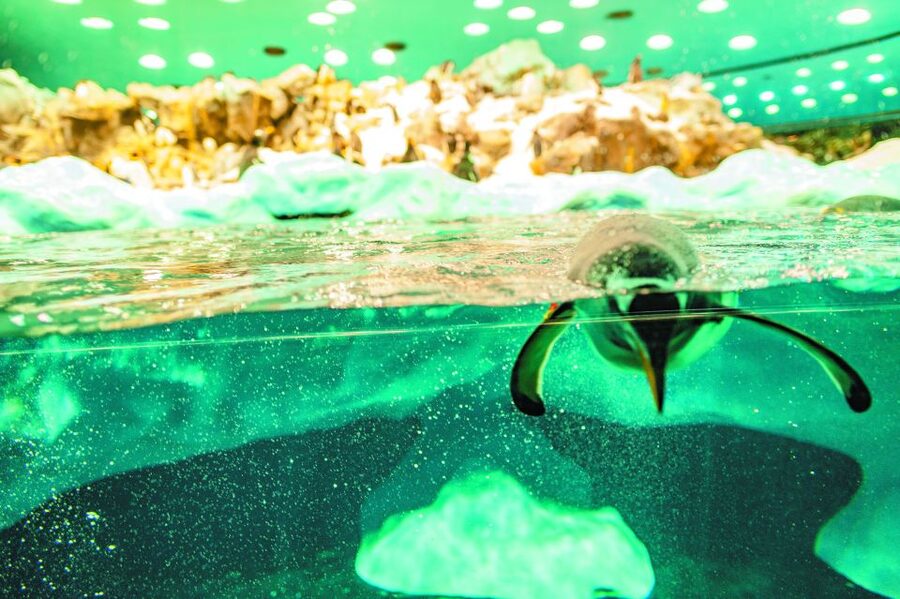 Tenerife: Loro Parque & Siam Park Entry Ticket with Transfer - Two Tenerife parks, two very different days
