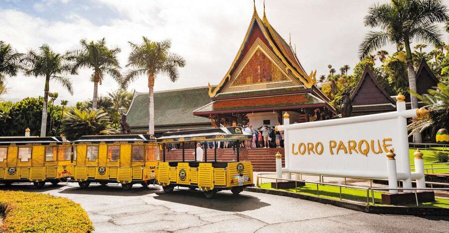 Tenerife: Loro Parque & Siam Park Entry Ticket with Transfer - The coach from Costa Adeje to Puerto de la Cruz