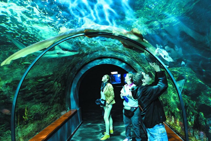 Tenerife: Loro Parque & Siam Park Entry Ticket with Transfer - Who should book this twin ticket?