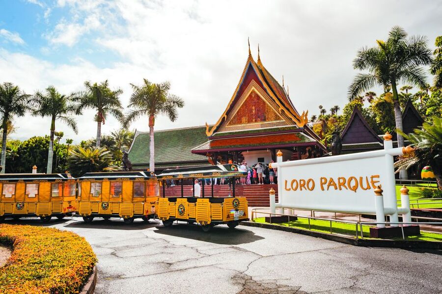 Tenerife: Loro Parque & Siam Park Entry Ticket with Transfer - Making the most of Loro Parque