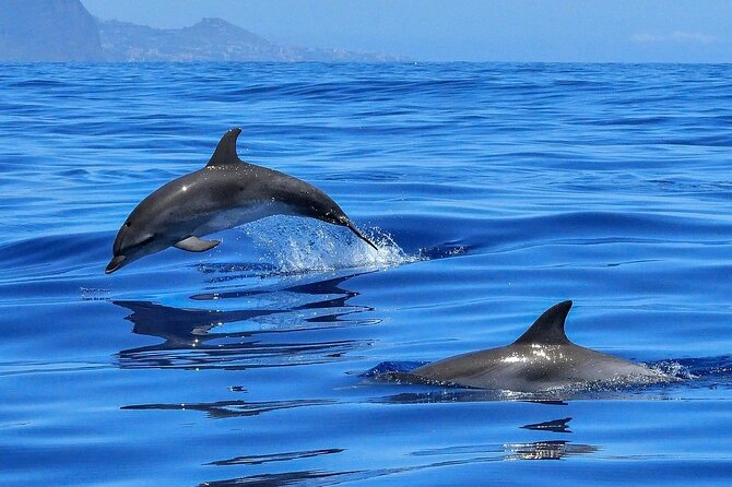 Tenerife Los Cristianos: Whale and Dolphin Eco-Yacht and Swim Stop - What this Los Cristianos whale trip actually offers