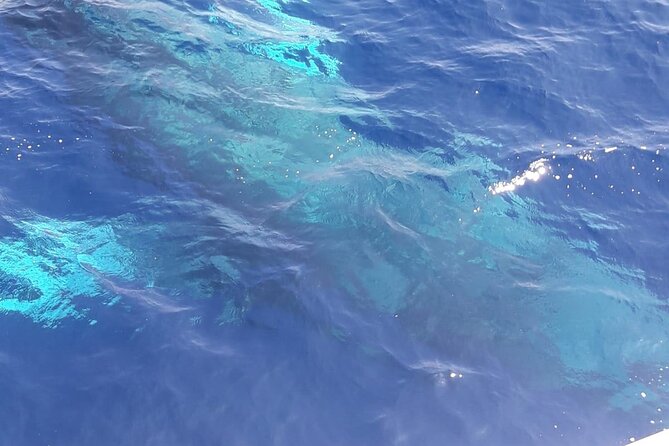 Tenerife Los Cristianos: Whale and Dolphin Eco-Yacht and Swim Stop - How the low-center-of-gravity boat affects comfort