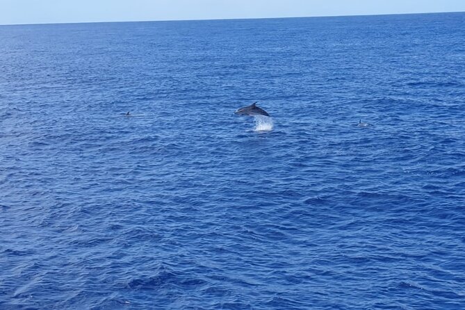Tenerife Los Cristianos: Whale and Dolphin Eco-Yacht and Swim Stop - Is $18.10 good value?