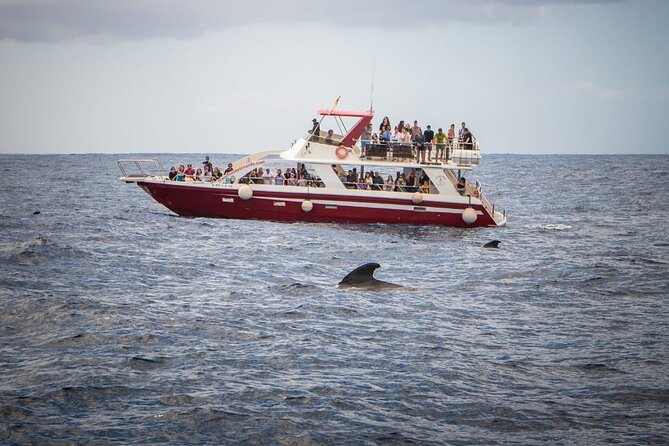 Tenerife Los Cristianos: Whale and Dolphin Eco-Yacht and Swim Stop - Choosing your departure time