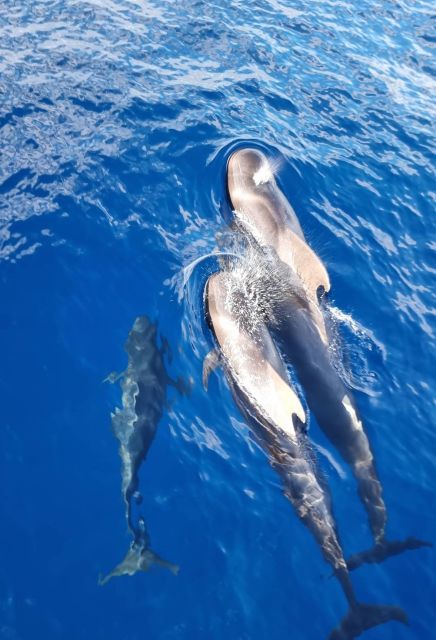 Tenerife: Marine-Life Tour with Transfer, Buffet and Drinks - Who will enjoy this boat trip most?