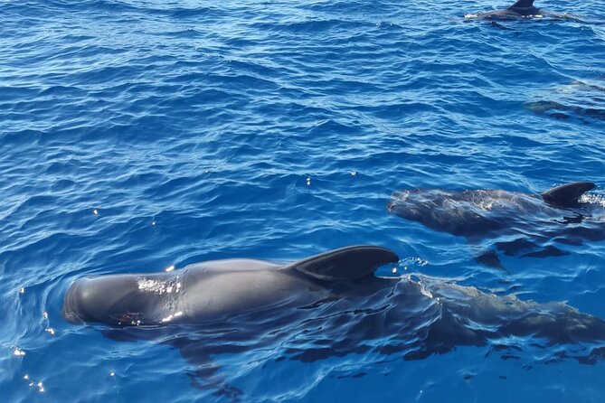 Tenerife Motor Boat Whale Watching & Snorkeling Experience - The southern Tenerife coast from the water