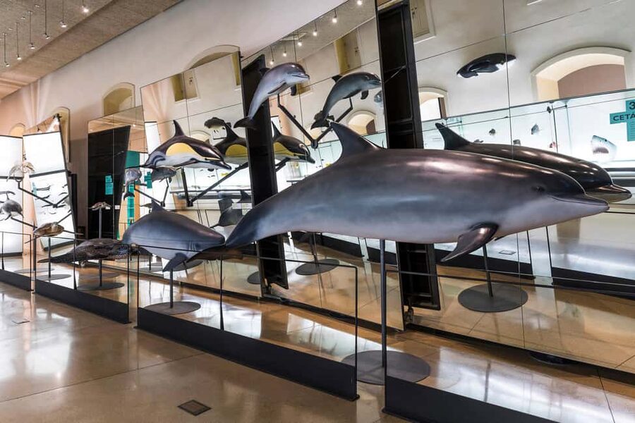 Tenerife: MUNA Museum Admission Ticket and Teide Legend Tour - The Science and Legend exhibition