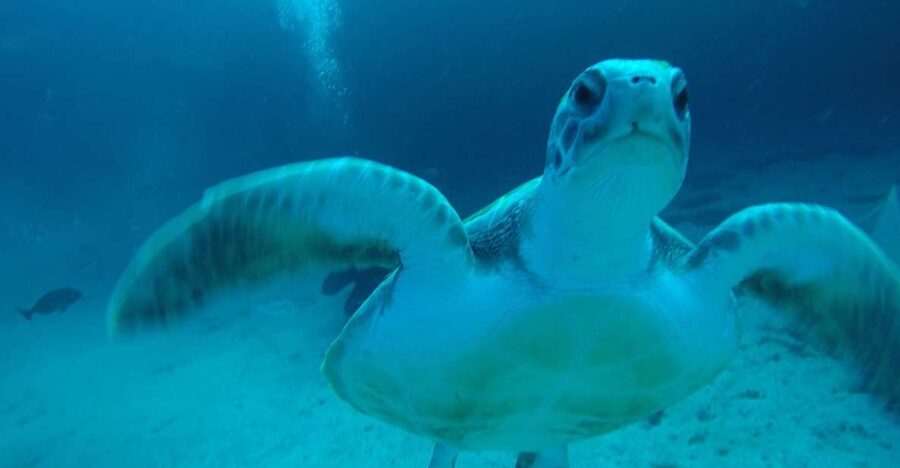 Tenerife : Private Dive for Beginners from a Boat - Key points to know before booking