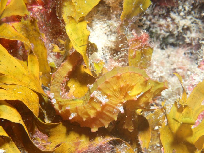 Tenerife : Private Dive for Beginners from a Boat - Seeing Tenerife’s marine life at close range