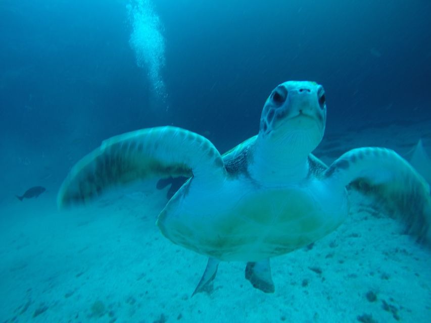 Tenerife : Private Dive for Beginners from a Boat - Meeting Sandrine and the multilingual team