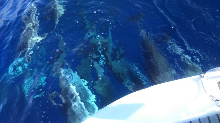 Tenerife: Private or Group 3 Hour Sailing Cruise with Drinks - What Captain Felix adds to the experience