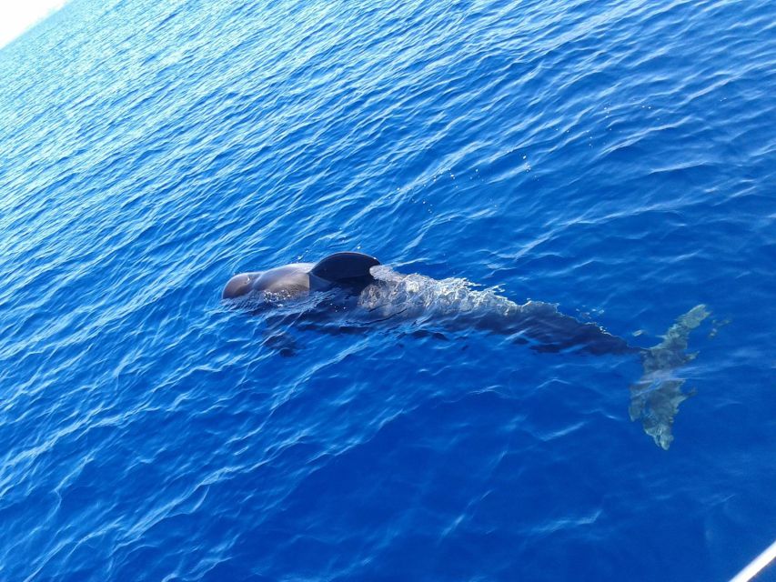 Tenerife: Private or Group 3 Hour Sailing Cruise with Drinks - Following Tenerife’s south coast