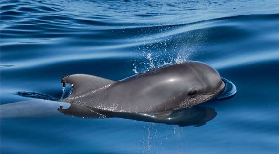 Tenerife: Private Sunset Charter with Drinks and Tapas - Cava, tapas, and a relaxed evening meal