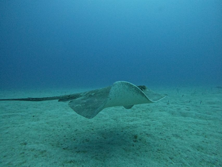 Tenerife: Puerto Colon Certified Scuba Dive by Speed Boat - Should you book this Puerto Colón scuba session?