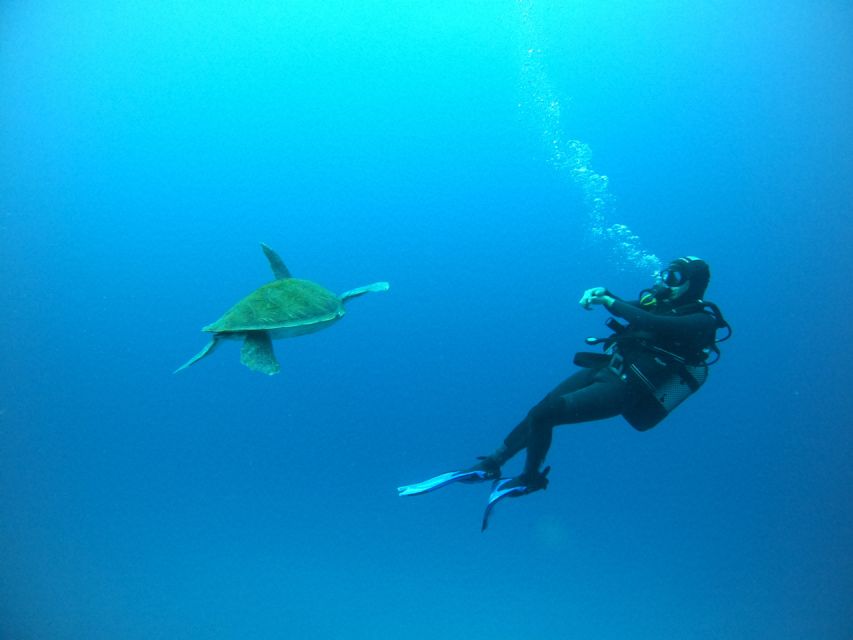 Tenerife: Puerto Colon Certified Scuba Dive by Speed Boat - What the underwater hour is like