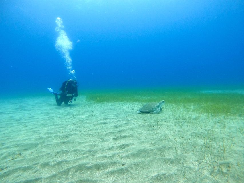 Tenerife: Puerto Colon Certified Scuba Dive by Speed Boat - Why the small group limit helps