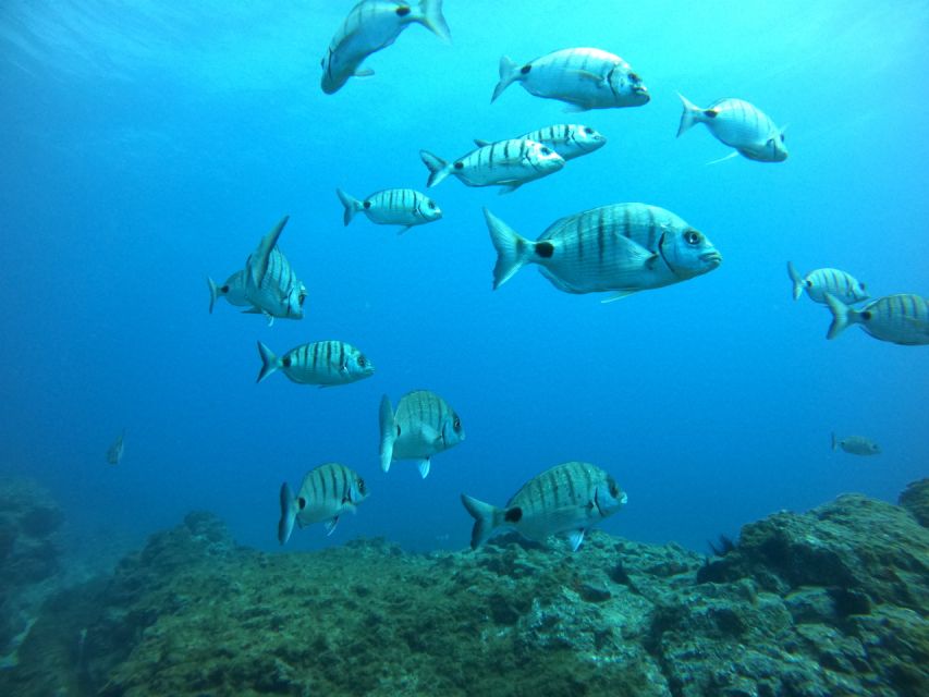 Tenerife: Puerto Colon Certified Scuba Dive by Speed Boat - Equipment, insurance, and the real price
