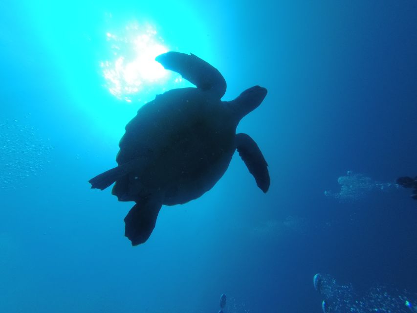 Tenerife: Puerto Colon Certified Scuba Dive by Speed Boat - Who will get the most from this outing