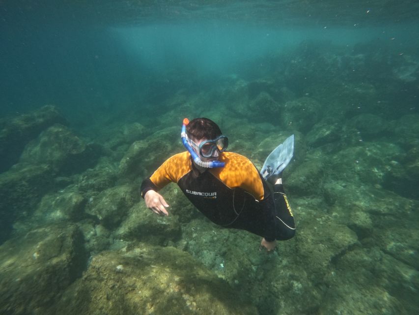 Tenerife: Puerto Colon Snorkel Safari by Speed Boat - About 50 minutes snorkeling in a secluded bay