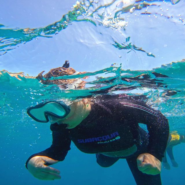 Tenerife: Puerto Colon Snorkel Safari by Speed Boat - Booking details worth knowing before you go