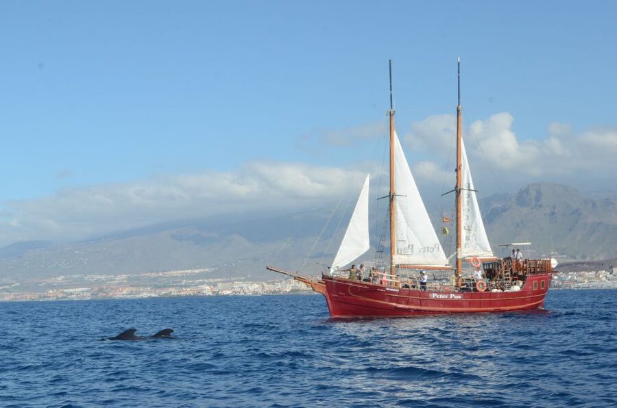 Tenerife:Respectful Whale Watching, Pirate Ship, & Swim - Sailing from Los Cristianos on the Peter Pan