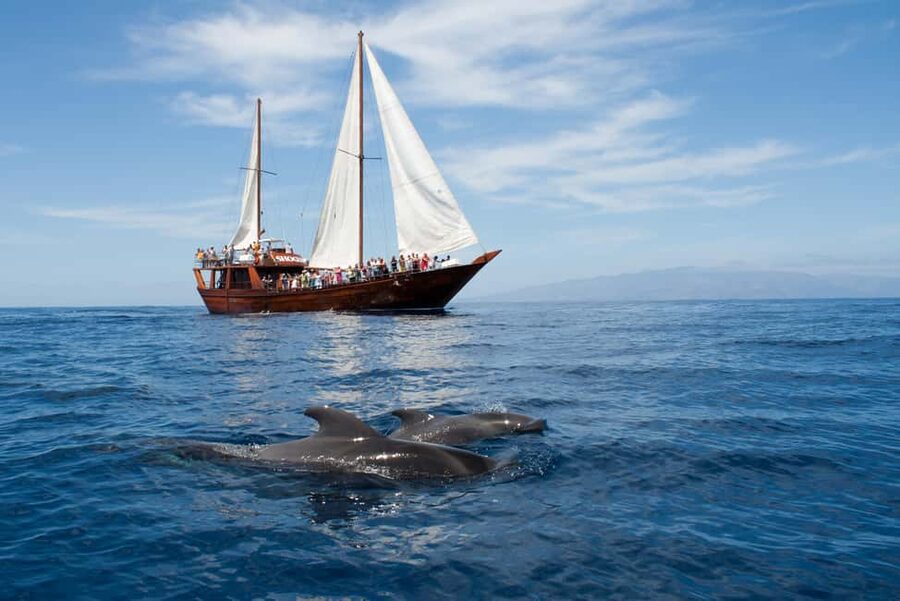 Tenerife:Respectful Whale Watching, Pirate Ship, & Swim - What the boat feels like during the cruise